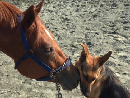 EC Photo of the Day: EC Photo of the Day: A Little Equine-Canine Love