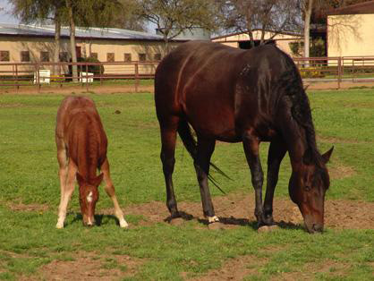 Scientists Confident They Have Identified Vaccine for One of Deadliest Equine Viruses