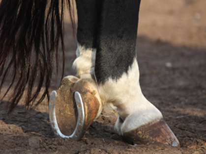 Dealing With Hoof Cracks: Sole Supports for Health and Strength