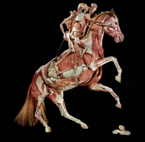 “Skinless” Horse and Rider Finds Permanent Home in New York City Times Square Body Worlds Exhibit