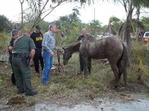 Photo courtesy of Lee County Sheriff's Office