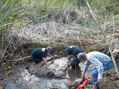 Rescuers Come to Aid of Exhausted Horse Trapped in Muddy Bog