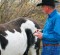 Acupuncture: A Useful Treatment for Horses Acupuncture: A Useful Treatment for Horses