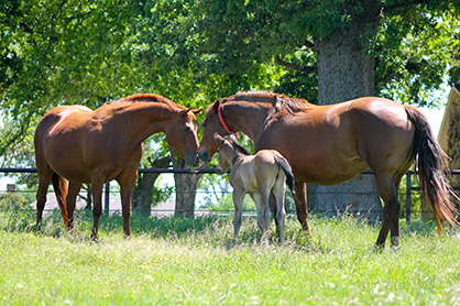 Feeding the Breeding Farm: Part 1- Stallions