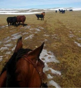 Gathering survivors after the South Dakota blizzard in 2013. (Photo courtesy of Betty Dikoff/AQHA Publicity)