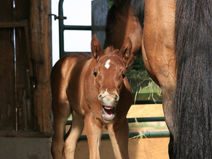 A Healthy Set Makes For A Happy Horse