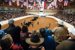 Cattle class in the John Justin Arena