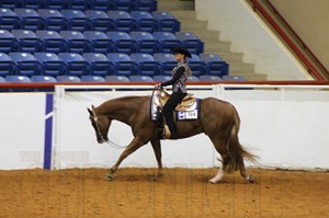 Desarae Gilley and A Sudden Legacy- APHA Classic Amateur Top 20 #1 