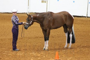 Jenni Hansen and Inthesweetshop- APHA Top 20 #1 14-18