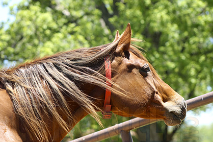 Warm Winter Could Affect Tall Fescue Toxicosis in Broodmares