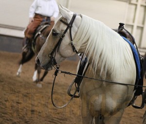 EquineChronicle.com Photo