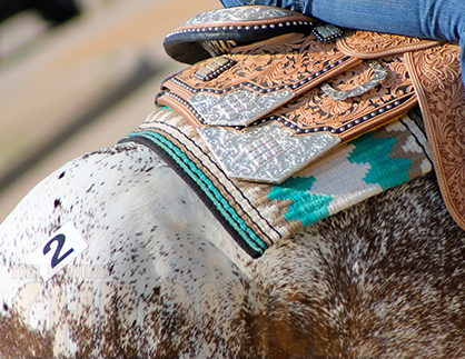 Appaloosa Horse Club Partners With Etalon Diagnostics For Genetic Testing