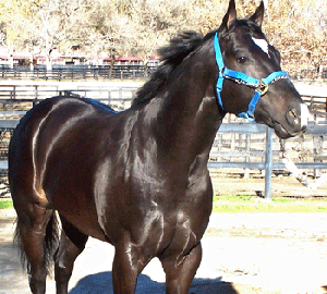 Former Racehorse Turned Show Horse Wins AQHA’s 50th Open Supreme Championship Title