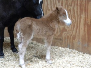 2014 miniature filly. Photo sent in by Jess and Kathy Gilbert.