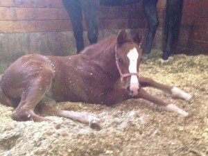 A Too Sleepy To Zip filly out of Spice Machine. Owned by Scott and Linda Berwick. 