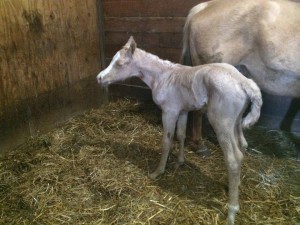 2014 filly by A Touch Of Sudden and out of Golden Pine Chex. Photo by Vickie Asberry Meese.