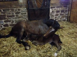 Secret Witness (TB) is so proud of her 2014 big bay colt by Its All About Blue.  Congrats to owner Cindy Bohn from Grantville PA. Photo sent in by Linda Monaco.