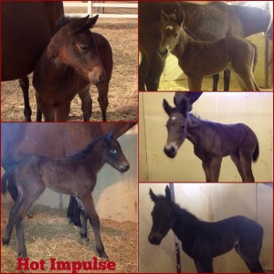 2014 foals by Hot Impulse. 