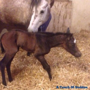 A 2014 bay filly by A Touch Of Sudden and out of Poparazzi (Potential Investment x Sunsational Lollipop).