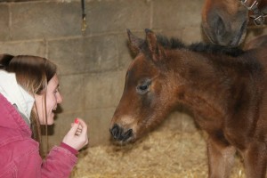  “Ali” a 2014 foal by Gonna Wanna Watchit and out of Grab Your Assets. Photo sent in by Melissa Leach