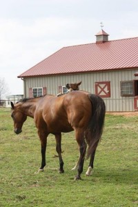 Nelson, a 2014 foal by Good I Will Be and out of Ally McDetail. Photo courtesy of Kaye Nell Ivins. 