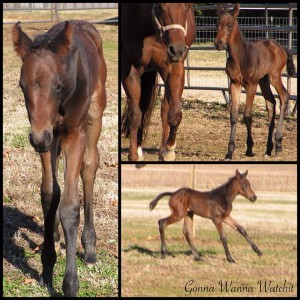 2014 bay filly by Gonna Wanna Watchit. She is owned by Rena Creswell of Kentucky. 