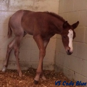 "Poptart" is by VS Code Blue and out of Miss Famous Maker. She is owned by Susan Ostrander.
