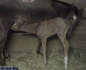 A roan colt by VS Code Blue. Owned by Rene Galipeau of Drummondville, Quebec.