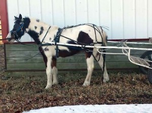 All images courtesy of Mark Harrell Horse Shows.