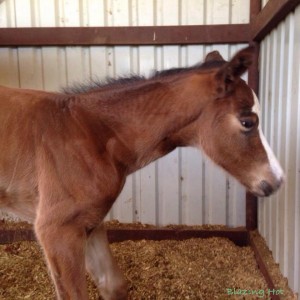 2014 filly by Blazing Hot. Owned by Joe O'Gorman.