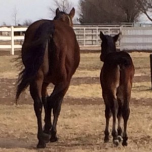 Filly by Hot Impulse and out of BV Moving My Assets.