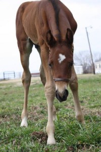 Nelson, a 2014 foal by Good I Will Be and out of Ally McDetail. Photo courtesy of Kaye Nell Ivins. 