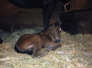This little cutie was born on Valentine's Day! (VS Flatline X daughter of Invitation Only). Photo sent in by Marci.