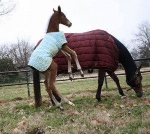 Nelson, a 2014 foal by Good I Will Be and out of Ally McDetail. Photo courtesy of Kaye Nell Ivins. 