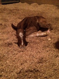 2014 foal born 2/28/14 by Repeated in Red and out of Old Gold Passion. Image courtesy of Austin Craig.
