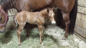 2014 filly by Heza Stemwinder and out of an Image Matters daughter.