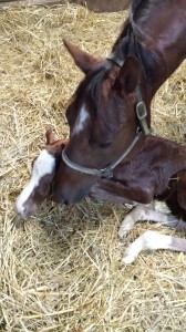 Hott Image with her 2014 colt by Heza Stemwinder.