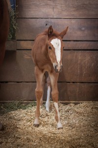 2014 filly by ARTFUL MOVE, out of TooSleepyToCertify, by Too Sleepy To Zip, out of MySistersCertifiable, by Im Certifiable. Owned by Mariah Sherer of Hudson, Ohio, Trainer - Casi Gilliam of Gilliam Quarter Horses, Roaming Shores, Ohio