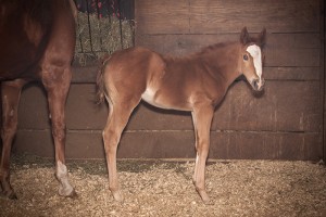 2014 filly by ARTFUL MOVE, out of TooSleepyToCertify, by Too Sleepy To Zip, out of MySistersCertifiable, by Im Certifiable. Owned by Mariah Sherer of Hudson, Ohio, Trainer - Casi Gilliam of Gilliam Quarter Horses, Roaming Shores, Ohio