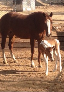 2014 sorrel tobiano colt by Gentlemen Send Roses and out of Huntin For Chocolate mare, Got Chocolate. Photo sent in by Katie Beaumont.