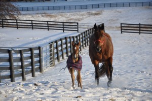 2014 colt by Zippos Mr. Goodbar and out of Cruisin For Pleasure. He is owned by Shane and Darla Leavell. Photo sent in by Donna Miller.