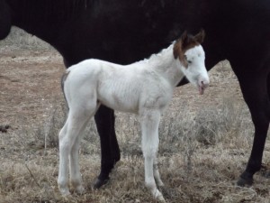 Cheyenne. Photo sent in by Malisha Collins.