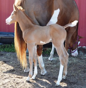 2014 stud colt by The Package and out of Love On Me. Photo sent in by Susan McCulley of Marimore Ranch  