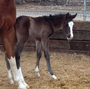 2014 bay overo filly by Hot Ones Only and out of All Time Fancy mare, Bikinis N Martinis. Photo sent in by Katie Beaumont.