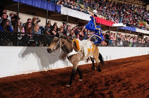 Gattlin Griffith at the 2014 Fort Worth Stock Show. Image courtesy of Fort Worth Stock Show/James Phifer.  