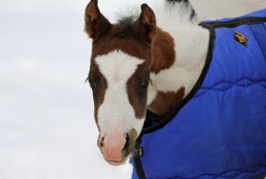 "Gibbs" is a 2014 colt by One Special Asset and out of One Hot Appointment. He is owned by John and Katie Vandyke. 