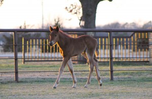 Filly by A Touch of Sudden. Owned by Troy Oakley.