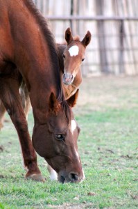 Colt by A Touch of Sudden and out of Radical Roxanne. owned by Troy Oakley.