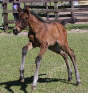 "Nora" is a 2014 bay filly by Hot Diggity Joe and out of Southern Socie Tee, who is a full sister to My Te Graceful, Saratoga Te, and Otta Be Great.  Image provided by Kerry Bradac.