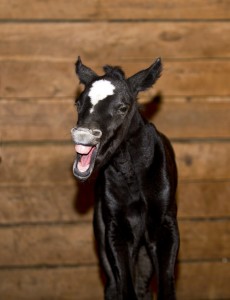 Grey filly by Truly Priceless and out of TheOnly WayTo Travel (Congress Top 15 producer). Owned by Stephanie Moore. 